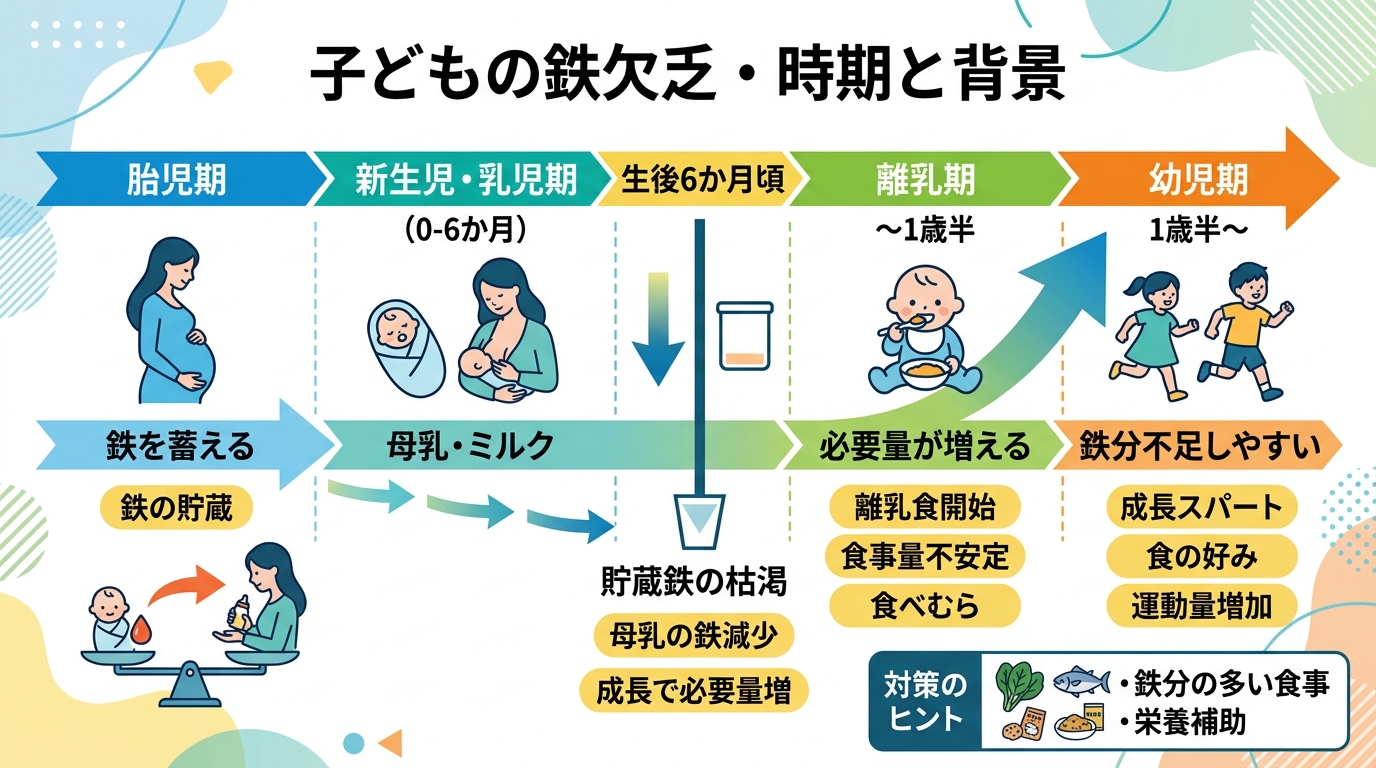 子供の鉄欠乏が起きやすい時期と背景を時系列で示すインフォグラフィック。胎児期に蓄えた鉄が生後6か月頃に枯渇すること、離乳期〜幼児期に必要量が増えることを矢印で表...
