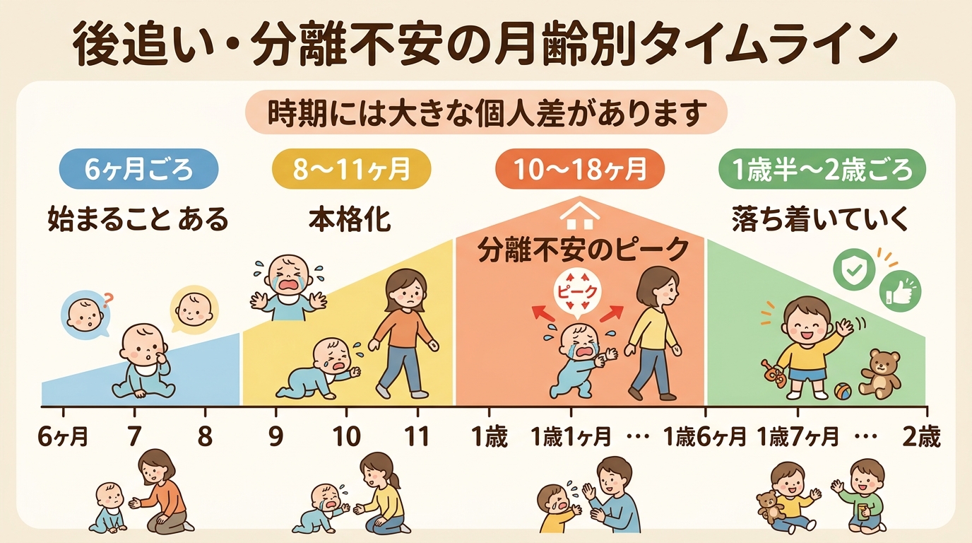 後追い・分離不安の月齢別タイムライン図（横軸：生後6ヶ月〜2歳）。「6ヶ月ごろ：始まることがある」「8〜11ヶ月：本格化」「10〜18ヶ月：分離不安のピーク」「...