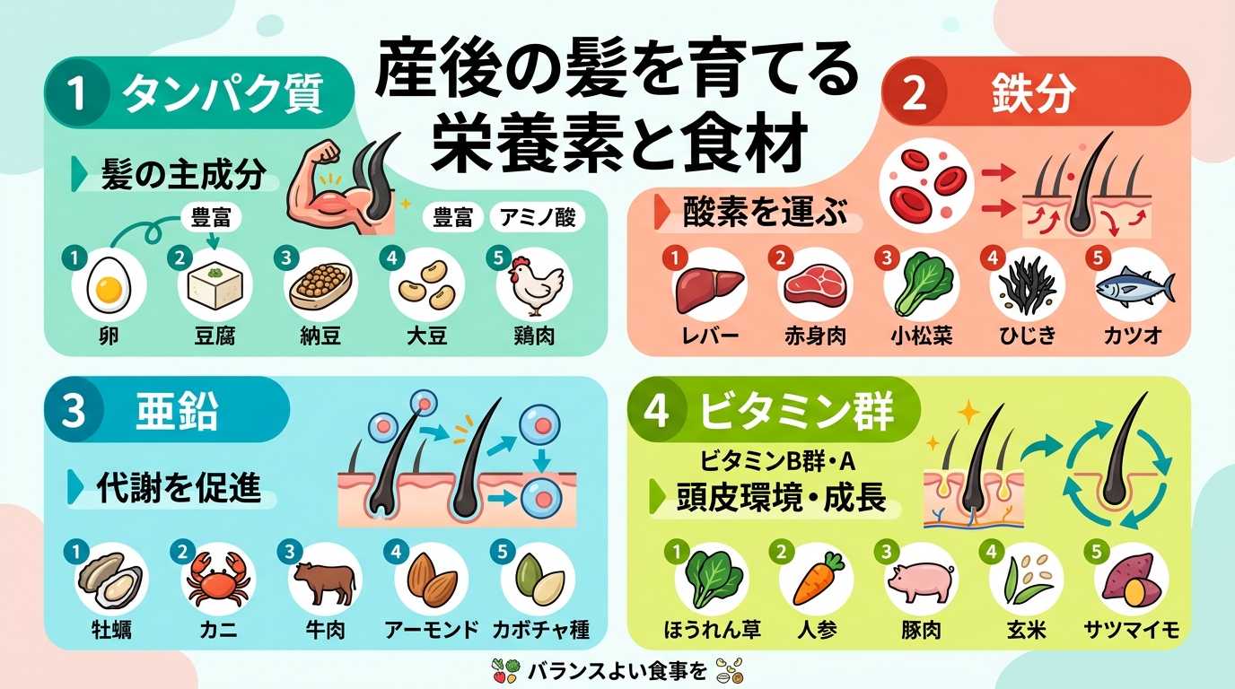 産後の髪を育てる栄養素と食材の一覧インフォグラフィック。「タンパク質(卵・大豆製品)」「鉄(レバー・赤身肉)」「亜鉛(牡蠣・ナッツ)」「ビタミンb群・a(緑黄色...