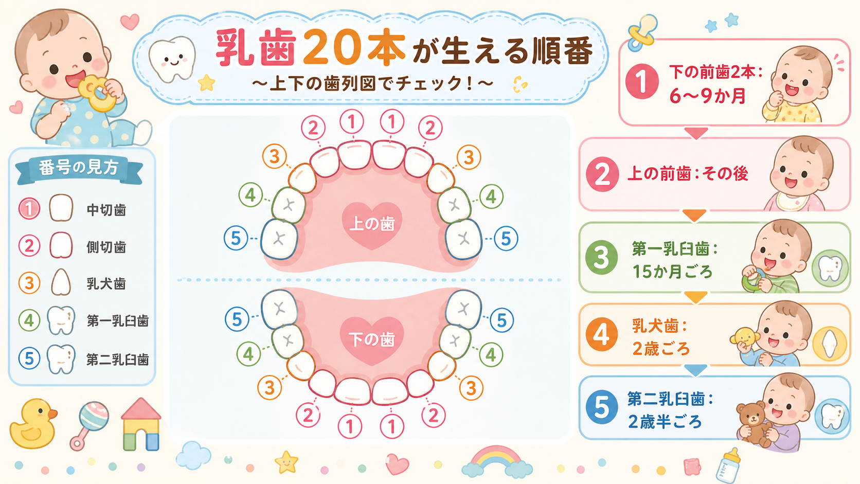 乳歯20本が生える順番を上下の歯列図で示した図解。下の中切歯から順に①〜⑩の番号を振り、右側に「下の前歯2本：6〜9か月」「上の前歯：その後」「第一乳臼歯：15...